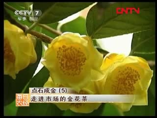 camellia yellow (lat. camellia impressinervis, camellia sinensis) j n hu ch (jin huacha) "golden flower tea"